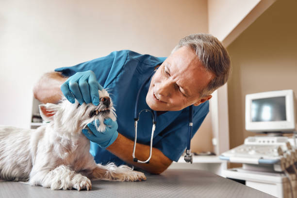 Best Mobile Emergency Dentist in Middleburg Heights, OH
